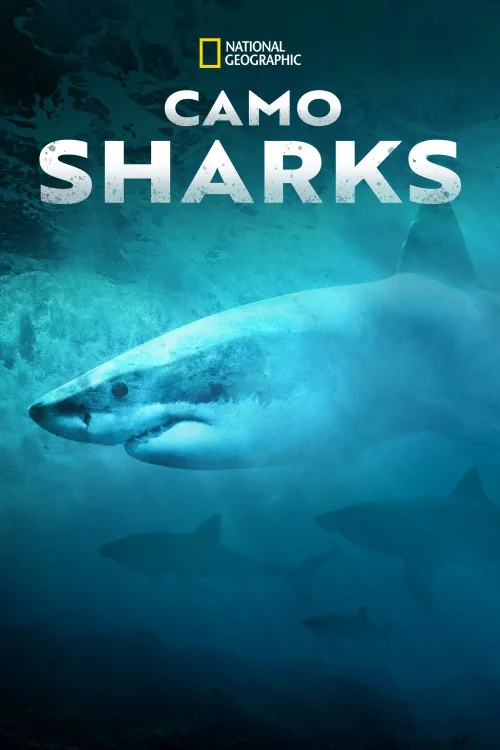 Camo Sharks Poster