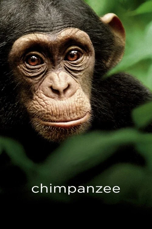 Chimpanzee Poster