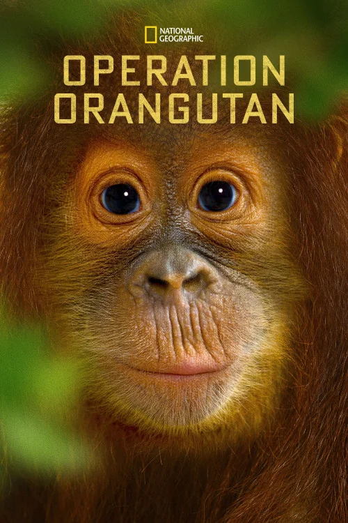 National Geographic Specials Operation Orangutan Poster