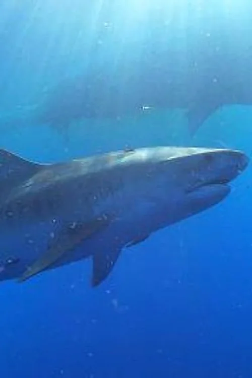 Nature Sharks of Hawaii