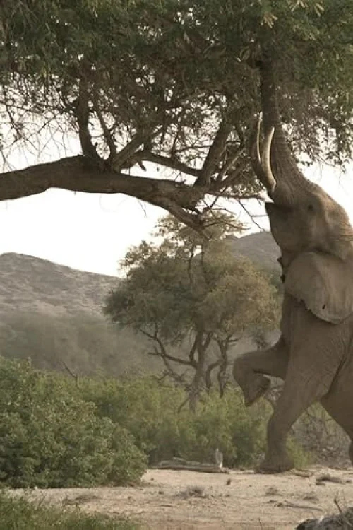 Wild Namibia Poster