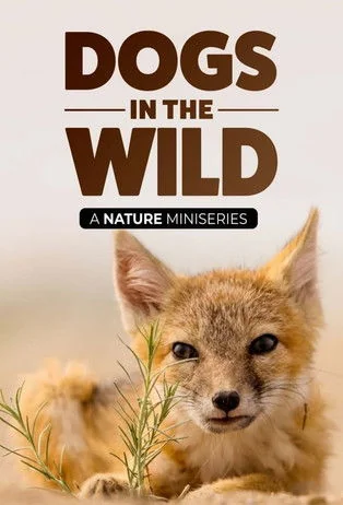 Dogs in the wild